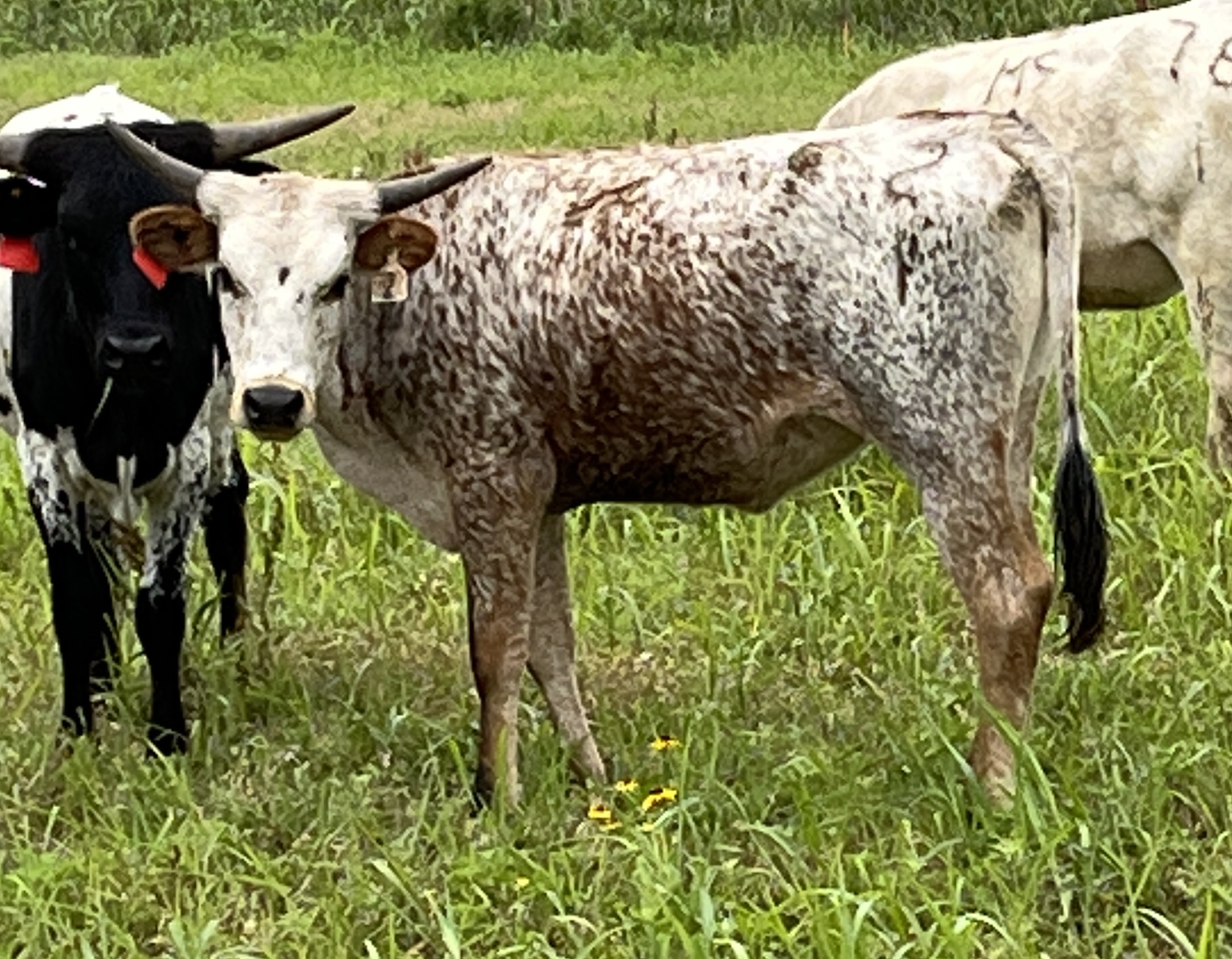 Cattle for Sale Oklahoma & Texas Longhorn Investments Semkin Longhorns
